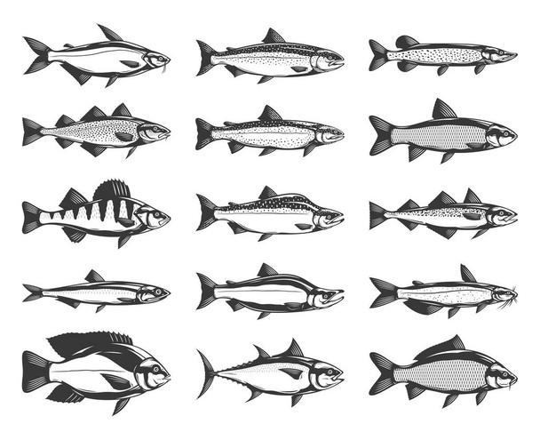 Vector fish illustrations isolated on a white background - Vector, Image