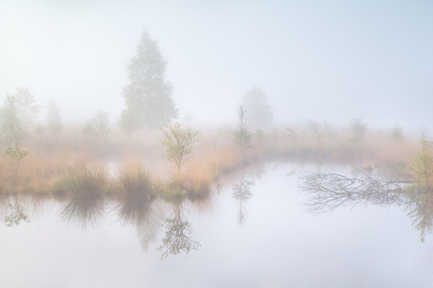 Старое болото в густом утреннем тумане
 - Фото, изображение