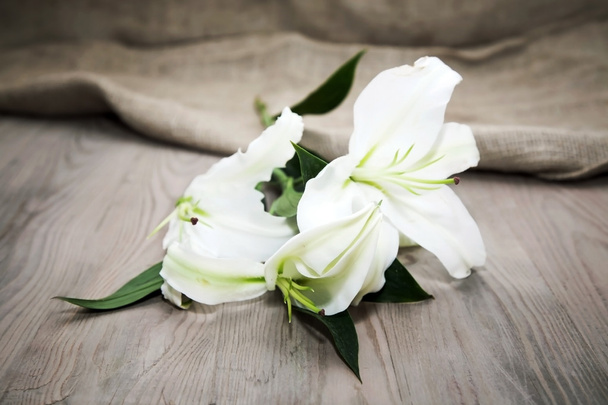white flowers on white background - Zdjęcie, obraz