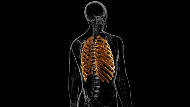 Emberi csontváz anatómia borda ketrec 3D Renderelés orvosi koncepció - Fotó, kép