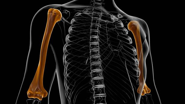 Emberi csontváz anatómia Humerus Bone 3D Renderelés orvosi koncepció - Fotó, kép
