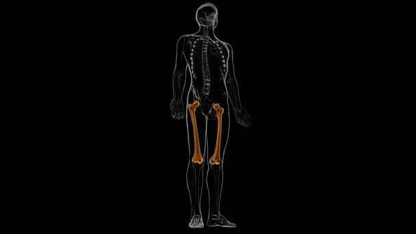 Emberi csontváz anatómia Femur Bone 3D Renderelés orvosi koncepció - Fotó, kép