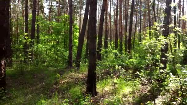 Zielony jasny las. Drzewa, krzewy, gałęzie z zielonymi liśćmi i zieloną trawą - Materiał filmowy, wideo