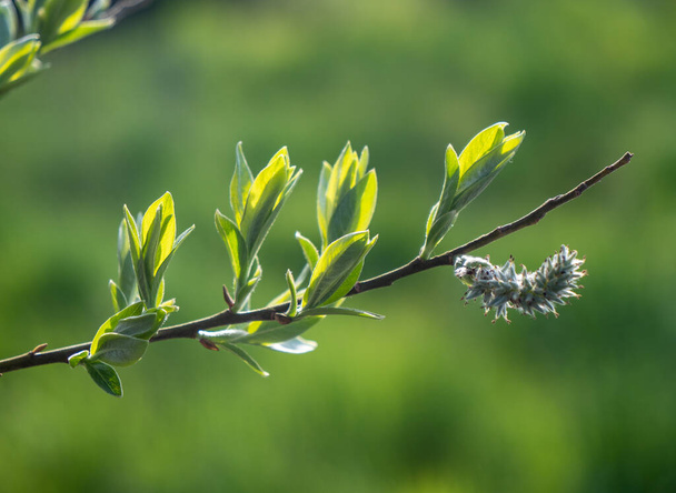 Green spring fresh leaves in sunshine - Foto, Bild