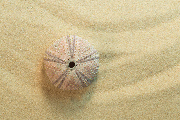 Vista superior de concha de erizo de mar negro; arbacia lixula sobre arena - Foto, imagen