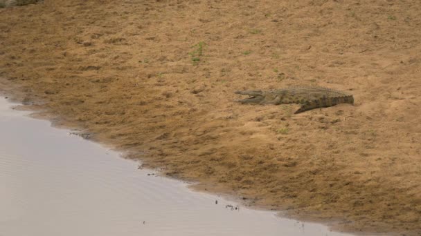 Nile crocodile standing on a sandy river bank - Filmati, video