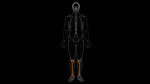 Emberi csontváz anatómia Csont Tibia 3D Renderelés orvosi koncepcióhoz - Fotó, kép