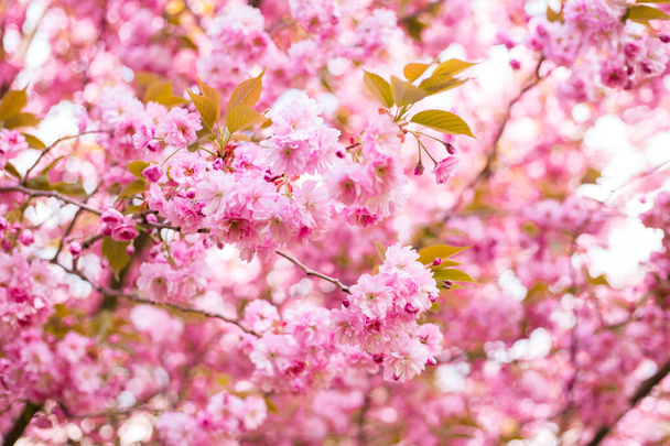 Beautiful cherry blossom sakura in spring time on nature background. Botanical garden concept. Tender bloom. Aroma and fragrance. Spring season. Tenderness. Branch of sakura. Perfumery concept. - Photo, Image
