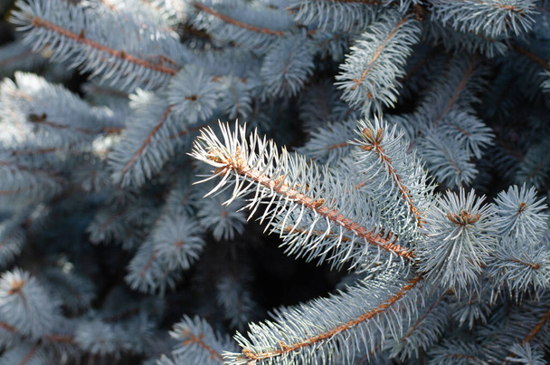 Fir branches. Christmas tree. Pine needles. Spruce. Pine cones. - Photo, Image