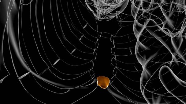 Esqueleto humano Proceso Xiphoid Anatomía Ilustración 3D - Foto, imagen