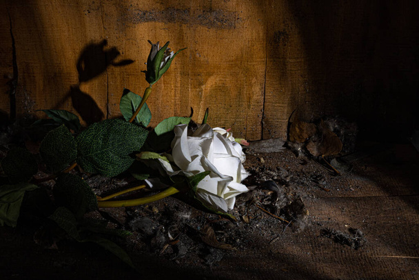 White rose lying on a pile of dirt and dust against the background of old walls made of hewn boards in a beam of light - Fotó, kép