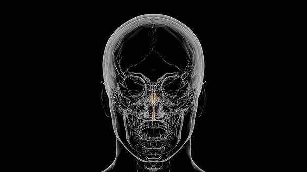 Human Skeleton Vomer bone Anatomy 3D Illustration - Fotografie, Obrázek
