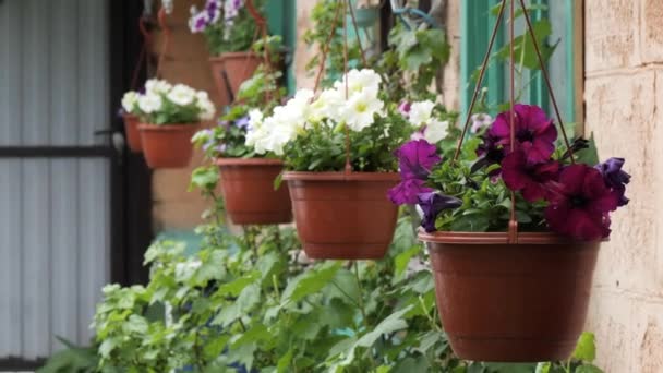 piękne kwiaty w wiszącej doniczce w ogrodzie - Materiał filmowy, wideo