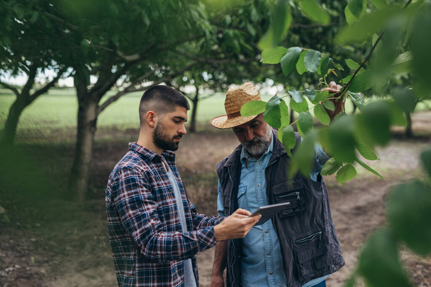 ranchers talking in walnut orchard - Φωτογραφία, εικόνα