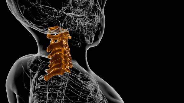 Esqueleto humano coluna vertebral vértebras cervicais anatomia 3D ilustração - Foto, Imagem