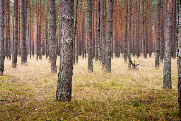 Красивый лиственный лес, прямо за берегом реки Добрыча - Фото, изображение