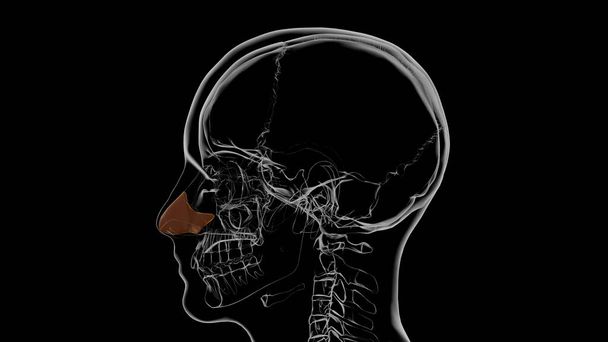 Скелет людини Септал носовий хрящ Анатомія 3D Ілюстрація
 - Фото, зображення