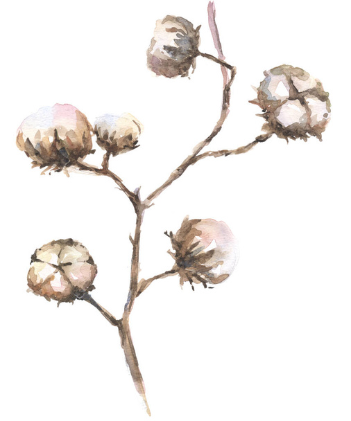 sprig of cotton watercolor on white background - Fotó, kép