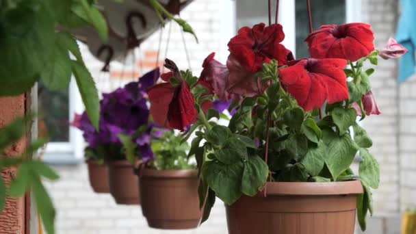 belles fleurs dans un pot suspendu dans le jardin - Séquence, vidéo