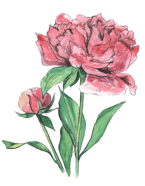 Rózsaszín nagy fényes pion akvarell - Fotó, kép