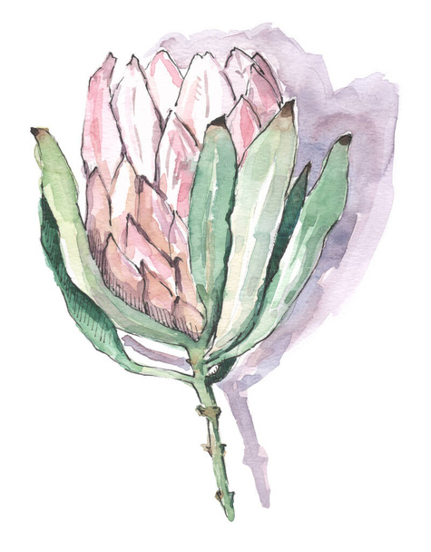 Watercolor Protea with shadow on background - Fotó, kép