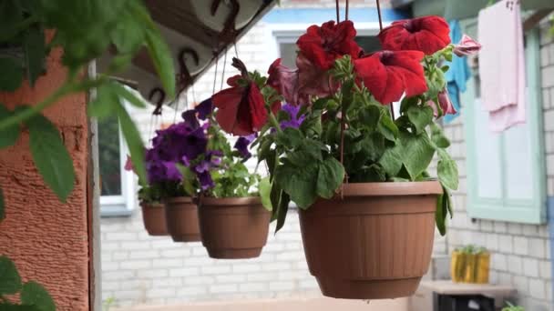 belles fleurs dans un pot suspendu dans le jardin - Séquence, vidéo