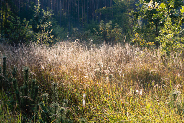 Яскравий схід сонця сяє на полях трав'яних квітів, а зелений ліс розмивається на задньому плані, чарівний світловий промінь з лінзовим блиском. Фокус на квітах трави
 - Фото, зображення