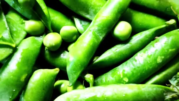 Sweet green peas at the farm harvesting - Footage, Video