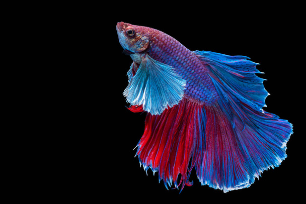 Halfmoon Betta fighting fish in Thailand on isolated black background. The moving moment beautiful of blue, red and white Siamese betta fish with copy space. - Photo, Image