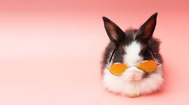 Conceito de coelho animal de Páscoa. Adorável fofo engraçado bebê preto e branco coelho usando óculos de sol enquanto sentado sobre fundo rosa isolado. - Foto, Imagem