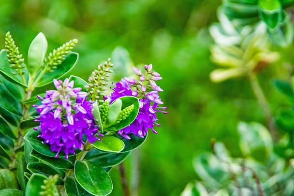 Hebe veronica plant and green leaves with purple flowers in nature - Photo, Image