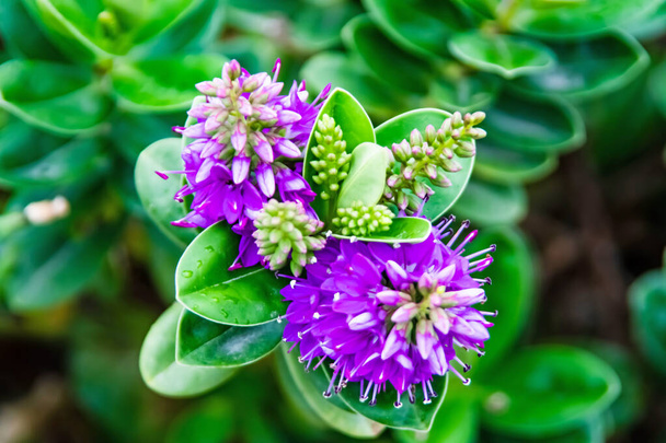 Hebe veronica φυτό και πράσινα φύλλα με μοβ λουλούδια στη φύση - Φωτογραφία, εικόνα
