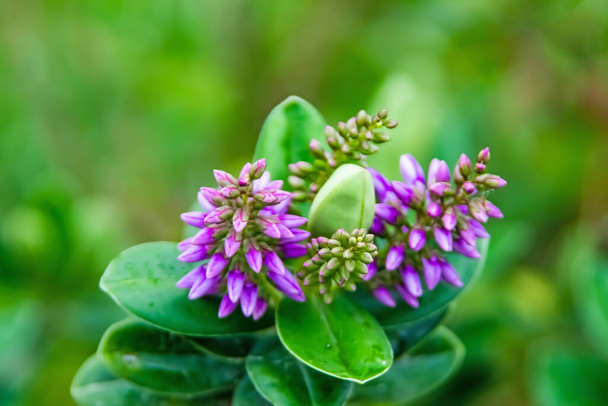 Hebe veronica φυτό και πράσινα φύλλα με μοβ λουλούδια στη φύση - Φωτογραφία, εικόνα
