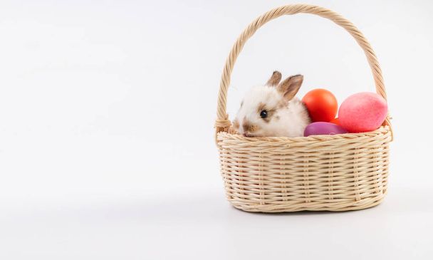 Easter animal and decoration concept. Little cute baby rabbit bunny brown and white sitting in basket with color eggs over isolated white background with copy space. - Valokuva, kuva
