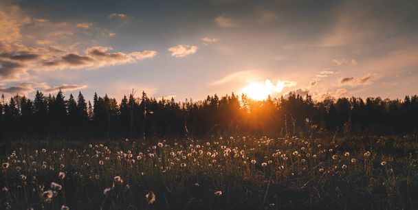 Beautiful summer landscape. Bright sunset with orange sun overlooking a field with white fluffy wildflowers. Panorama banner - Фото, зображення