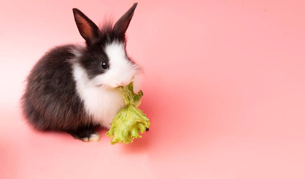 Очаровательный кролик чёрный и белые сидят и едят зеленые свежие листья салата на изолированном розовом фоне. Животные едят овощи и пасхальные блюда. - Фото, изображение