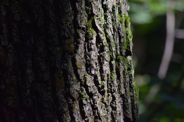 A closeup shot of details of an old tree trunk in the sunlight - Foto, afbeelding