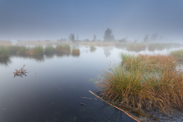 mistige ochtend op wild lake - Foto, afbeelding