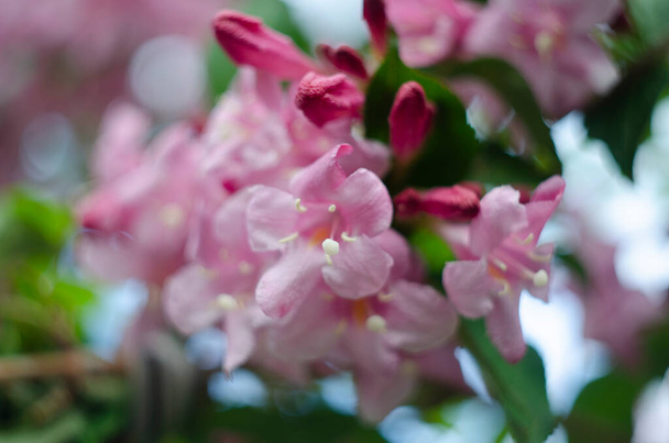 Ζωηρά ροζ λουλούδια της weigela στον κήπο - Φωτογραφία, εικόνα