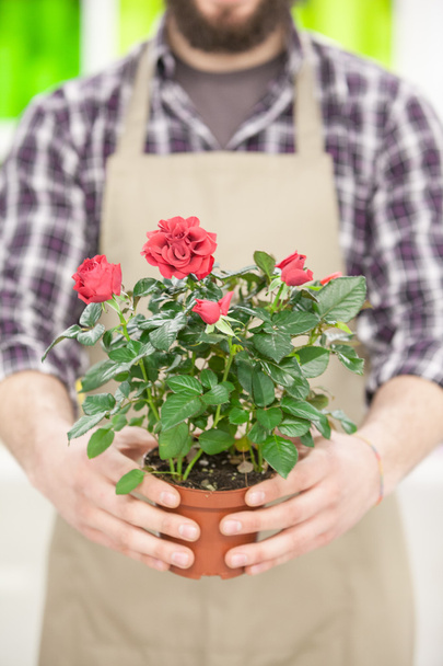 Hombre sosteniendo rosas rojas
 - Foto, Imagen
