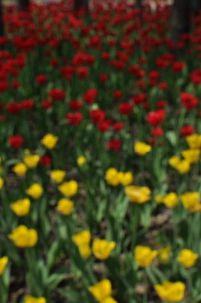 Blurred background. Blurred background of red and yellow tulips. City flower bed blurred background. - Fotó, kép