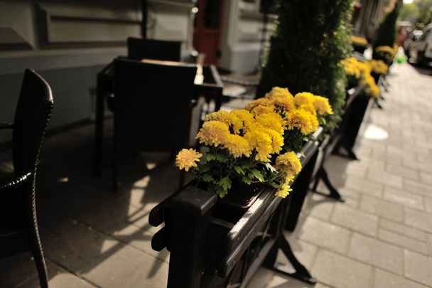 квіти в горщиках
 - Фото, зображення