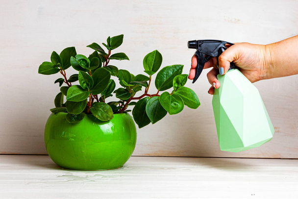 Woman sprays a houseplant with a spray bottle. Home flowers care. - 写真・画像