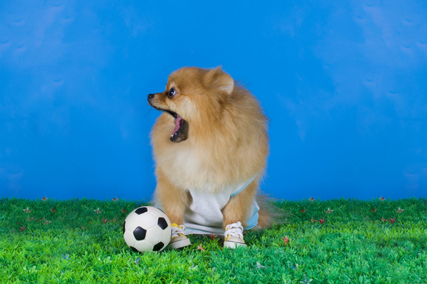 small Pomeranian dog - Φωτογραφία, εικόνα