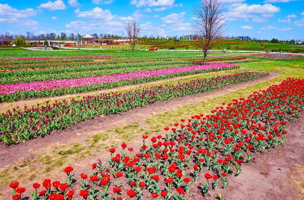 The scenic spring nature in blooming tulip field, Dobropark Arboretum, Kyiv Region, Ukraine - Zdjęcie, obraz
