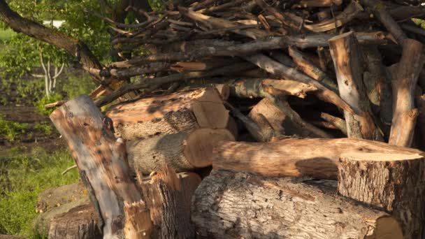 Piłowane drzewa. Kładzenie drewna opałowego - Materiał filmowy, wideo