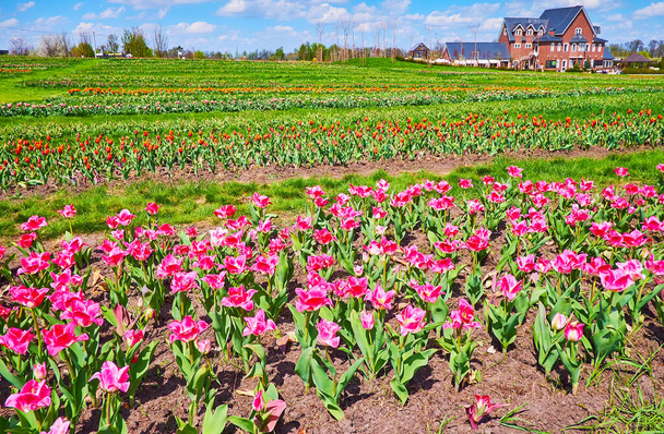 Живописное тюльпановое поле на равнине Добропарка Дендрарий, Киевская область, Украина - Фото, изображение