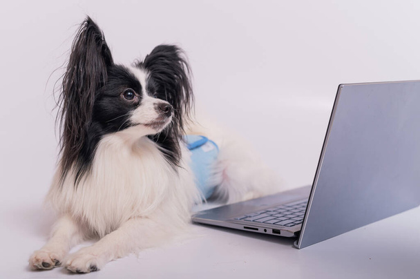 Smart dog papillon breed works at a laptop on a white background. Continental Spaniel uses a wireless computer. - 写真・画像