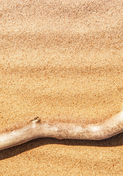 ξηρό υποκατάστημα στην άμμο - Φωτογραφία, εικόνα