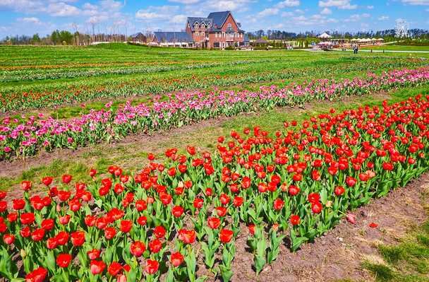 Walk the blooming tulip field and enjoy the landscape, bright colors of flowers and the bright blue sky, Dobropark Arboretum, Kyiv Region, Ukraine - 写真・画像